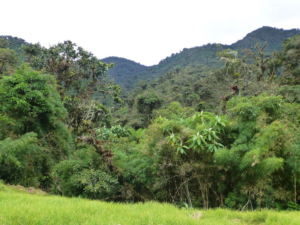 Ecuador: Viehweide trifft auf Regenwald: Im Projekt werden auch kleine Lücken im Wald, meist ehemalige Viehweiden, geschlossen