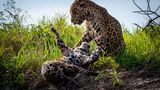 Jaguar im Pantanal