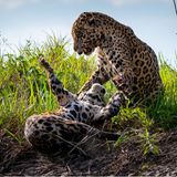 Jaguar im Pantanal