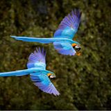 Gelbbrustara im Pantanal