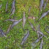 Kaimane im Pantanal-Sumpf