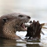 Riesenotter im Pantanal