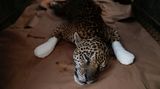 Jaguar Ousado