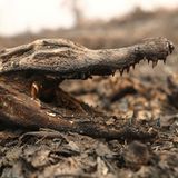 Verbrannter Kaiman im Pantanal