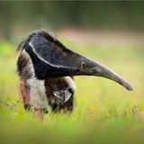 Ein Großer Ameisenbär durchstreift das Pantanal