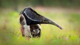 Ein Großer Ameisenbär durchstreift das Pantanal