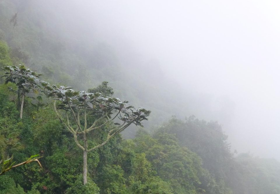 Ecuador: Unter unzähligen Baumarten im Bergnebelwald von Intag, sticht der "Guarumbo" durch seine Kronenform und große, silbrige Blätter ins Auge. Seine Frucht ist eine lange süße Schote, die von Vögeln und anderen Tieren geliebt wird Ecuador: Unter unzähligen Baumarten im Bergnebelwald von Intag, sticht der "Guarumbo" durch seine Kronenform und große, silbrige Blätter ins Auge. Seine Frucht ist eine lange süße Schote, die von Vögeln und anderen Tieren geliebt wird