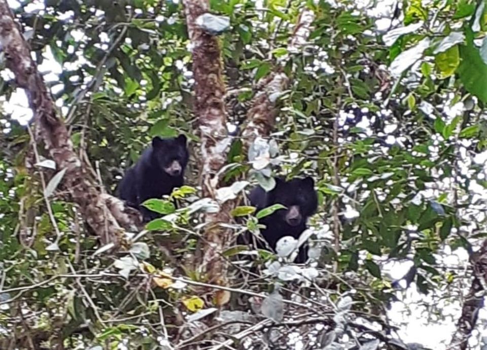 Ecuador: Bäume für Brillenbären Ecuador: Bäume für Brillenbären