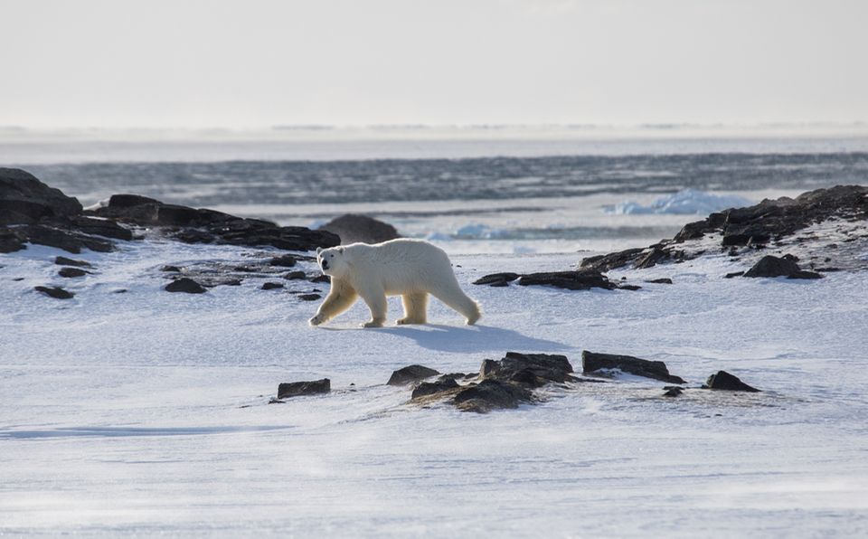 Eisbär bei Svalbard
