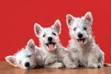 Hundefotos