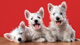 Hundefotos