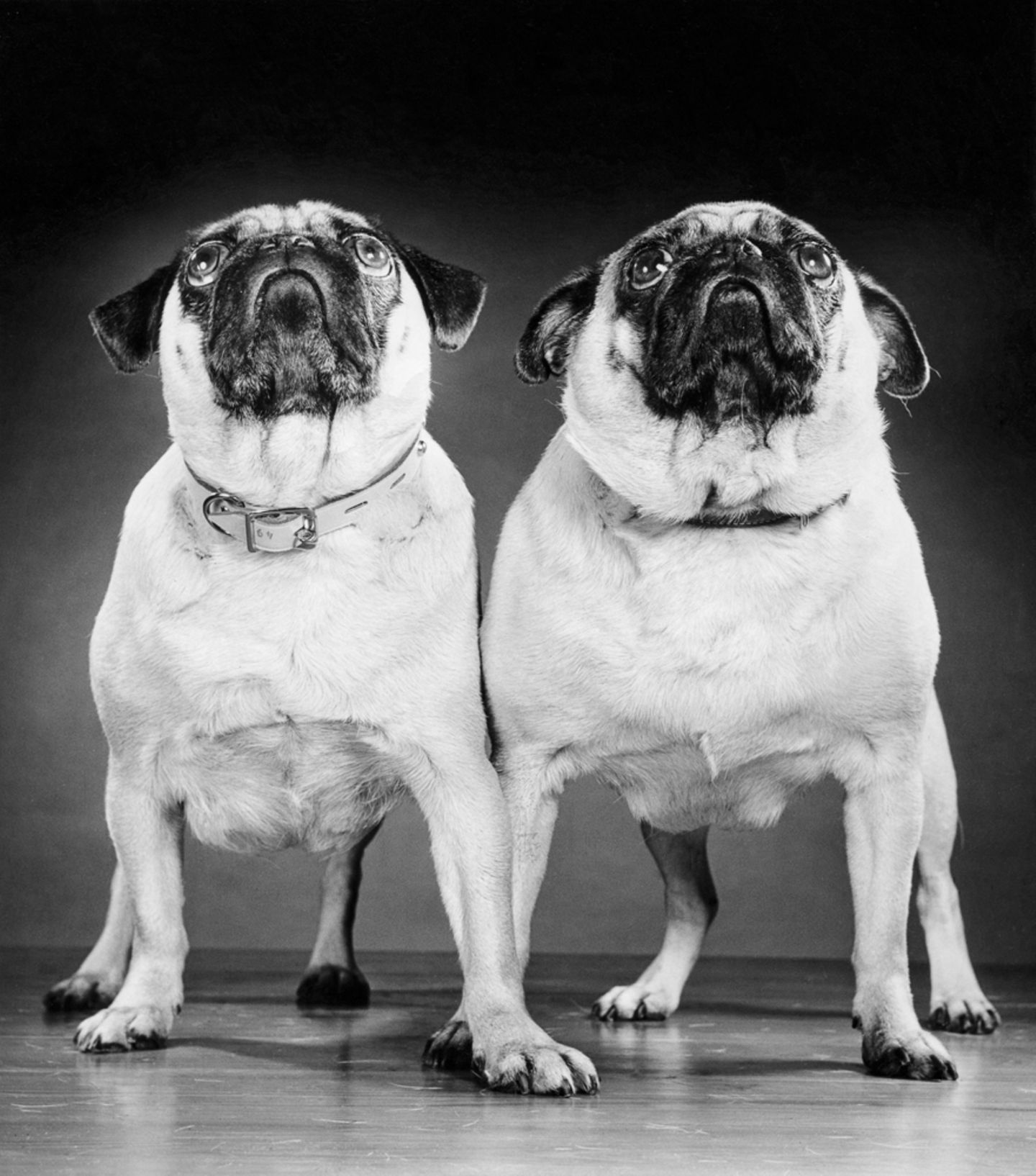 Hundefotos
