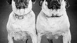 Hundefotos
