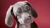 Hundefotos