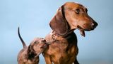 Hundefotos