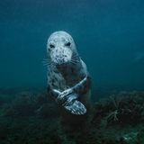 Umweltfotografie: Kraftvolle Bilder über den Zustand unserer Erde - Bild 2