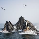 Umweltfotografie: Kraftvolle Bilder über den Zustand unserer Erde - Bild 3