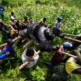 Umweltfotografie: Kraftvolle Bilder über den Zustand unserer Erde - Bild 5