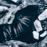 Umweltfotografie: Kraftvolle Bilder über den Zustand unserer Erde - Bild 8