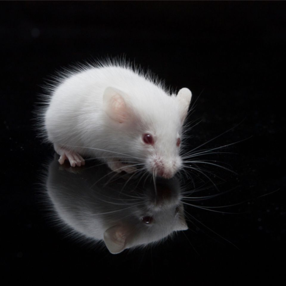 Maus