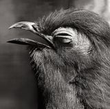 Blauer Seidenkuckuck