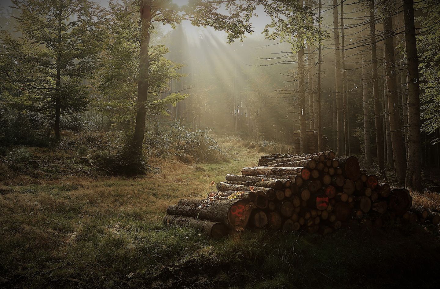 Herbstwanderung im Bayerischen Wald