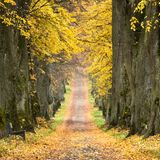 Lindenallee, bei Marktoberdorf, Bayern