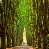 Säulen-Hainbuchenallee, Dortmund, Nordrhein-Westfalen