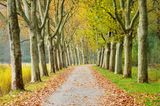 Platanenallee, bei Konstanz, Baden-Württemberg