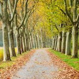 Platanenallee, bei Konstanz, Baden-Württemberg