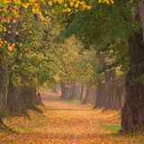 Lindenallee, bei Nassenbeuren, Bayern