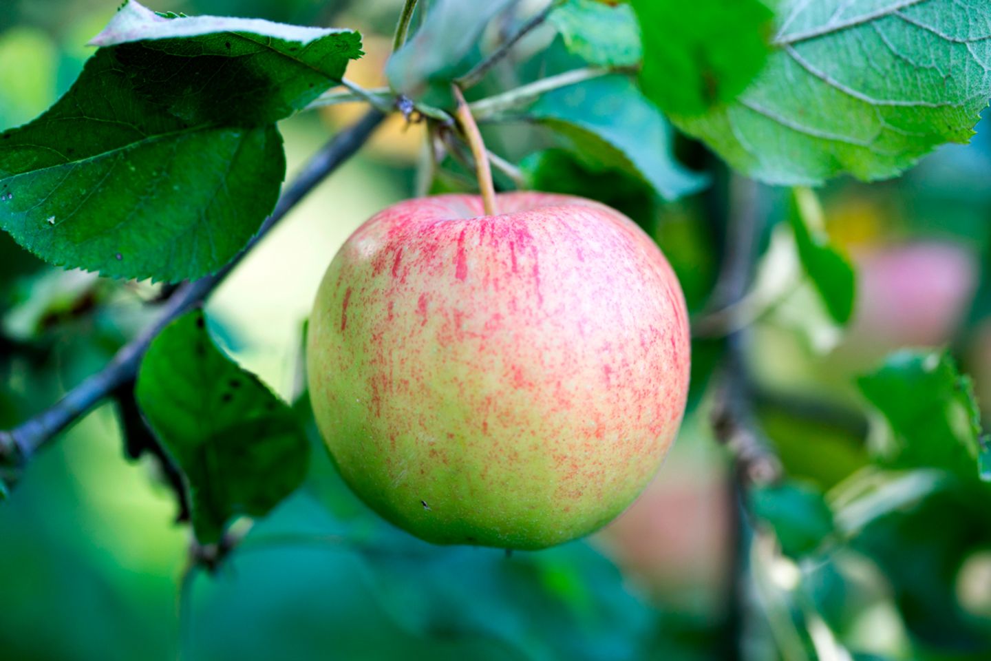 Jonagold - Der Saftige Jonagold