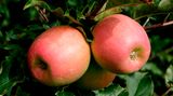 Cripps Pink (Pink Lady)