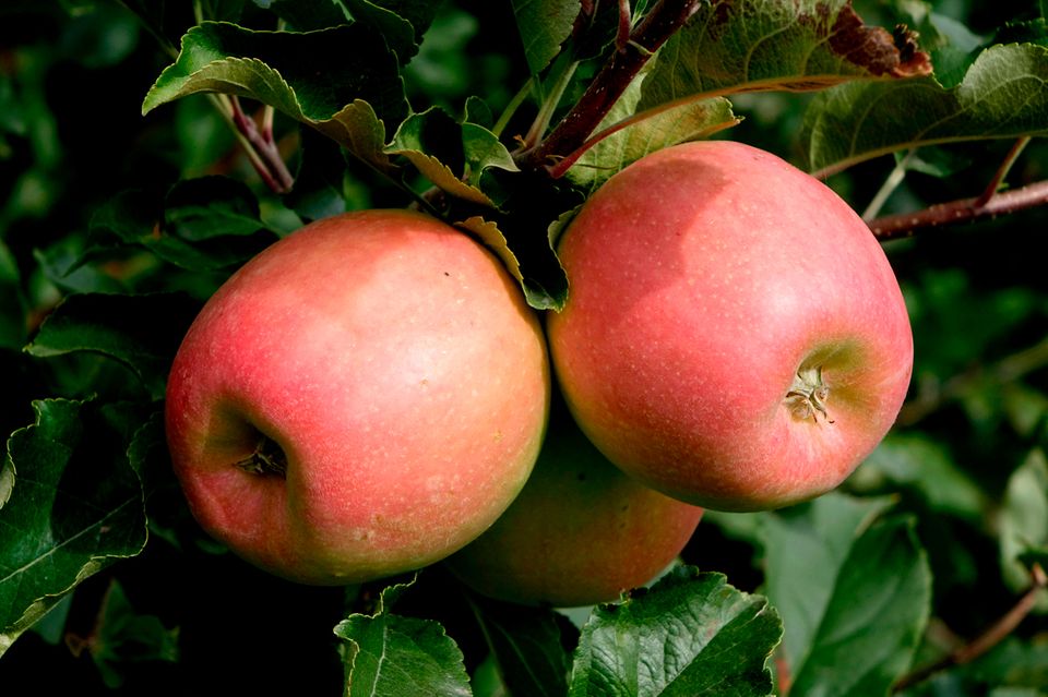 Cripps Pink (Pink Lady) Der Aromatische [GEO]