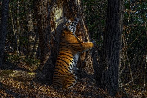 Sergey Gorshkov/ Wildlife Photographer of the Year