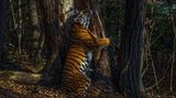 Sergey Gorshkov/ Wildlife Photographer of the Year