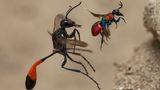 Wildlife Photographer of the Year: Das sind die besten Tierbilder des Jahres - Bild 3