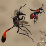 Wildlife Photographer of the Year: Das sind die besten Tierbilder des Jahres - Bild 3