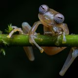Jaime Culebras/ Wildlife Photographer of the Year