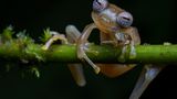 Jaime Culebras/ Wildlife Photographer of the Year