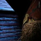 Alex Badyaev/ Wildlife Photographer of the Year