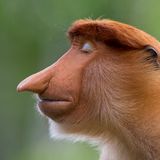 Mogens Trolle/ Wildlife Photographer of the Year