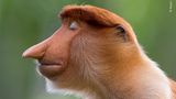 Mogens Trolle/ Wildlife Photographer of the Year