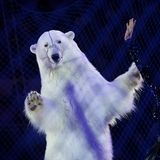 Kirsten Luce/ Wildlife Photographer of the Year