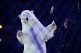 Kirsten Luce/ Wildlife Photographer of the Year