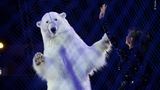 Kirsten Luce/ Wildlife Photographer of the Year
