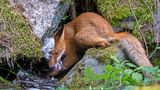 Liina Heikkinen/ Wildlife Photographer of the Year