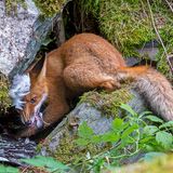 Liina Heikkinen/ Wildlife Photographer of the Year