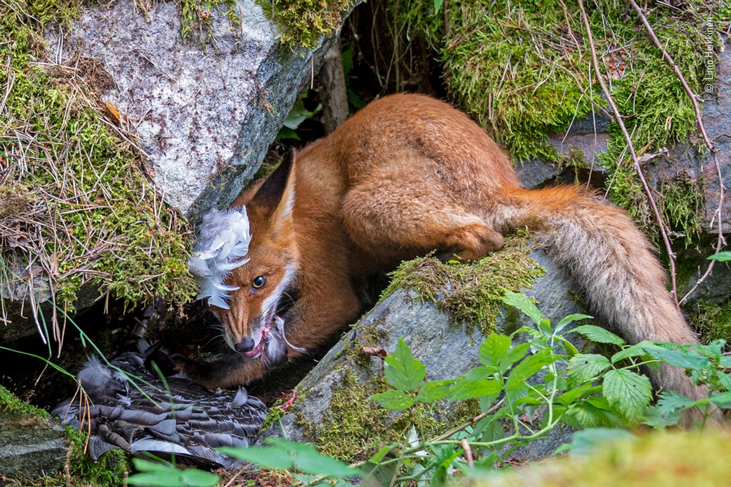 Wildlife Photographer of the Year: Das sind die besten Tierbilder des