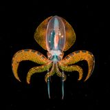 Songda Cai/ Wildlife Photographer of the Year